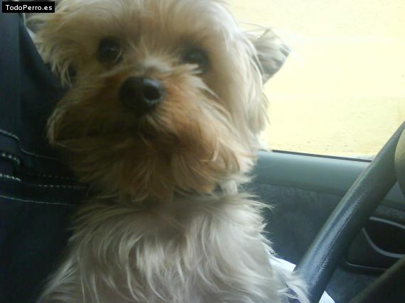 La foto del perro