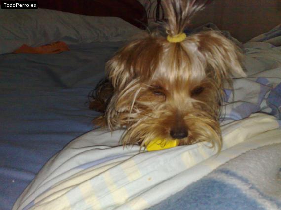 La foto del perro
