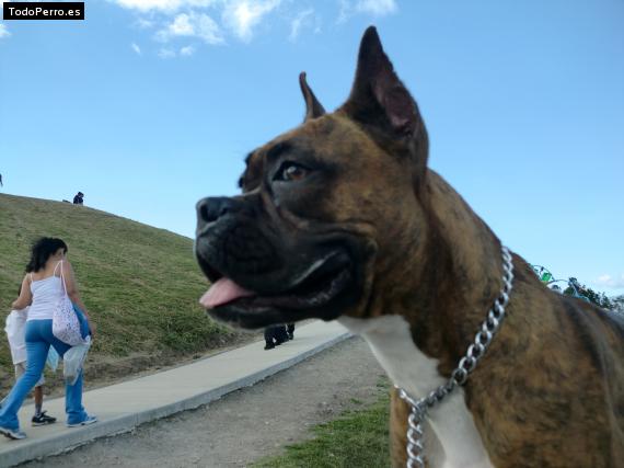 La foto del perro