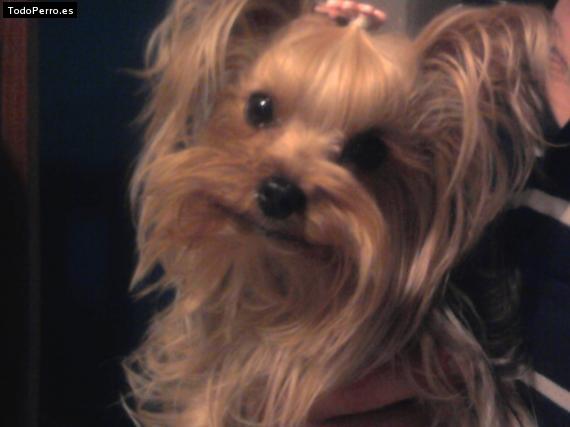 La foto del perro