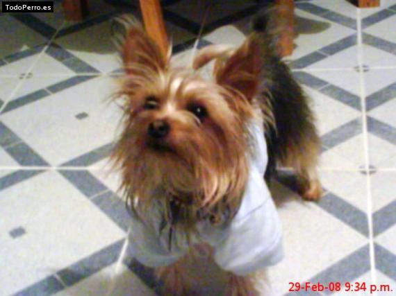 La foto del perro