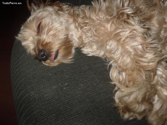 La foto del perro