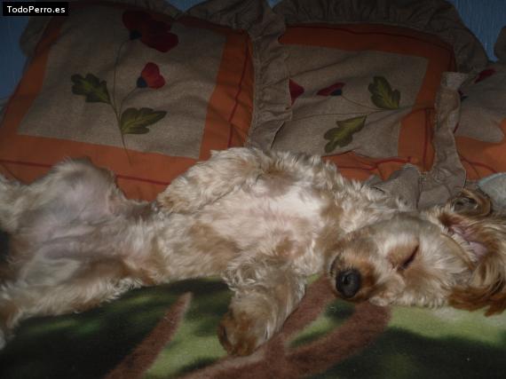 La foto del perro