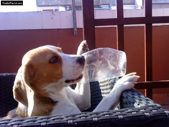 La foto del perro