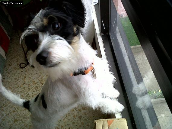 La foto del perro