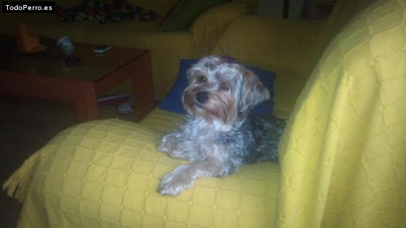 La foto del perro