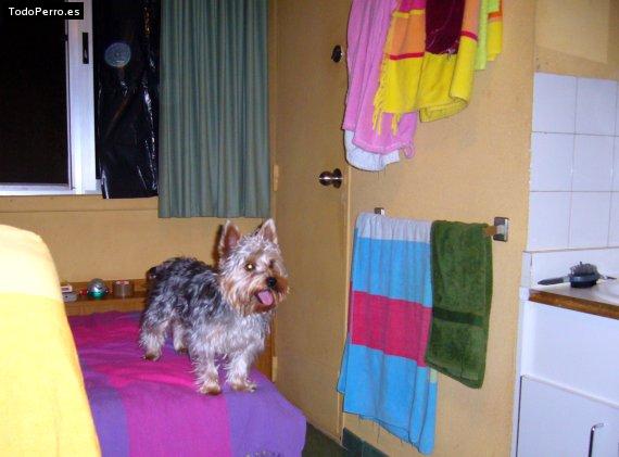 La foto del perro