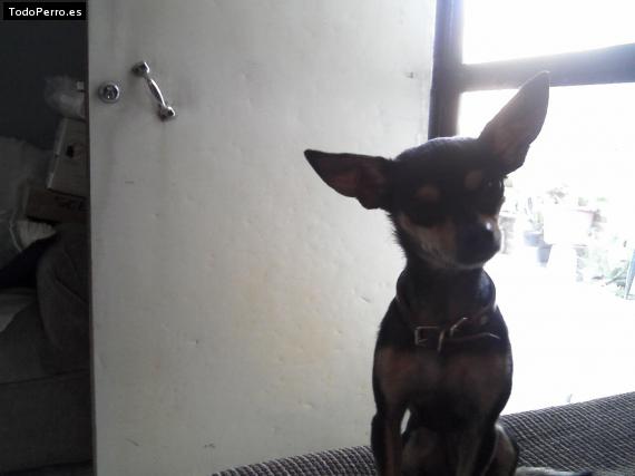 La foto del perro
