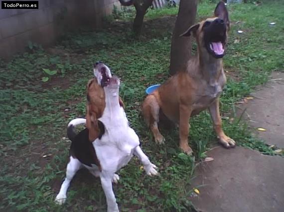 La foto del perro