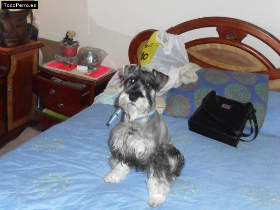La foto del perro