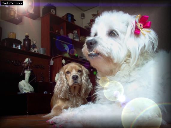 La foto del perro