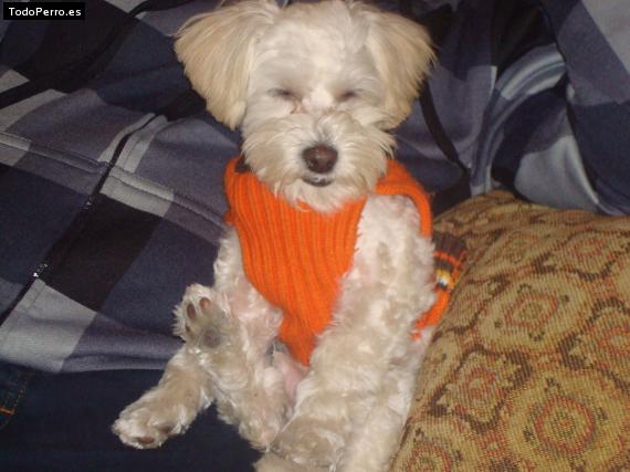 La foto del perro