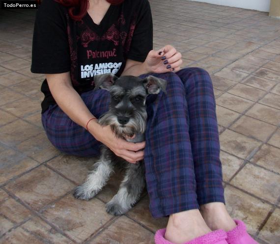 La foto del perro