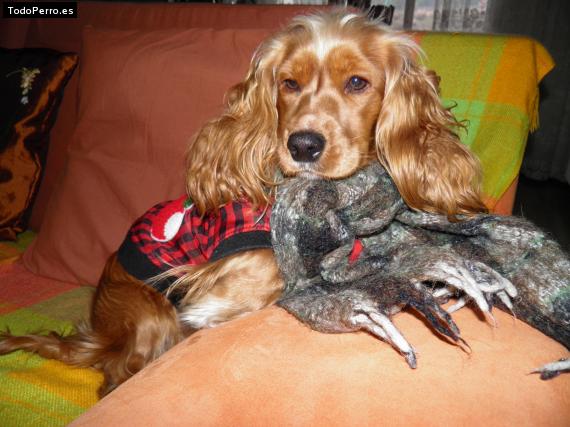 La foto del perro