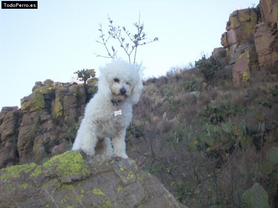 La foto del perro