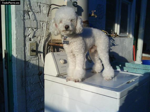 La foto del perro