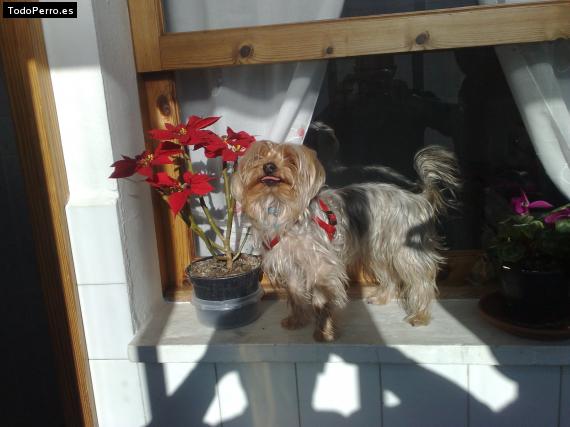 La foto del perro