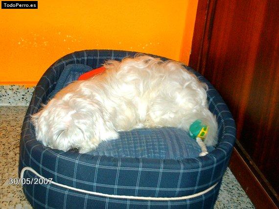 La foto del perro