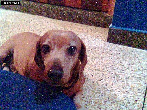 Foto del perro Martin