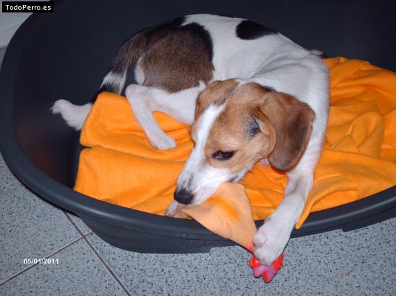 La foto del perro