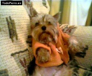 La foto del perro