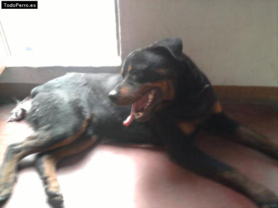 La foto del perro