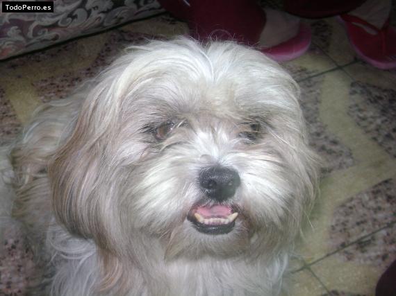 La foto del perro