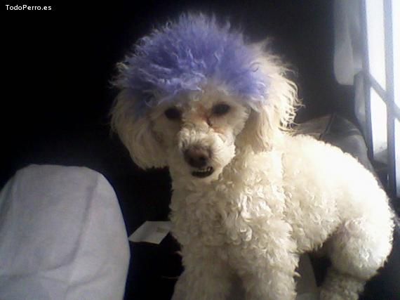 La foto del perro