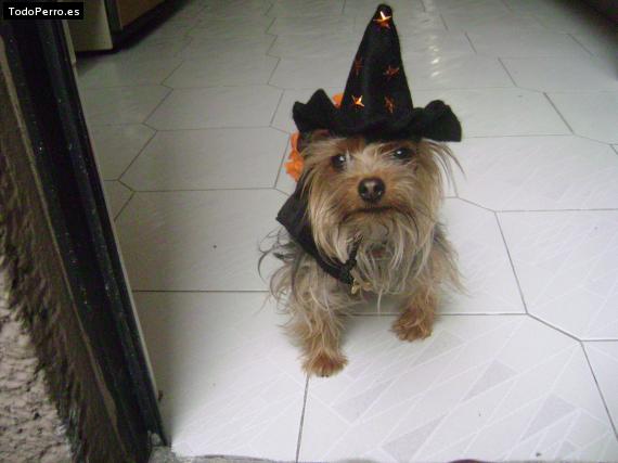La foto del perro