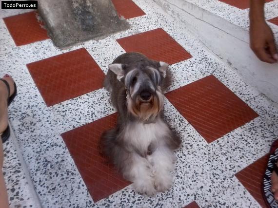 La foto del perro