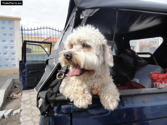 La foto del perro