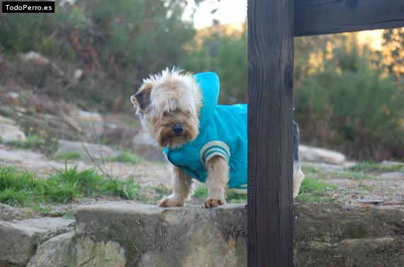 La foto del perro