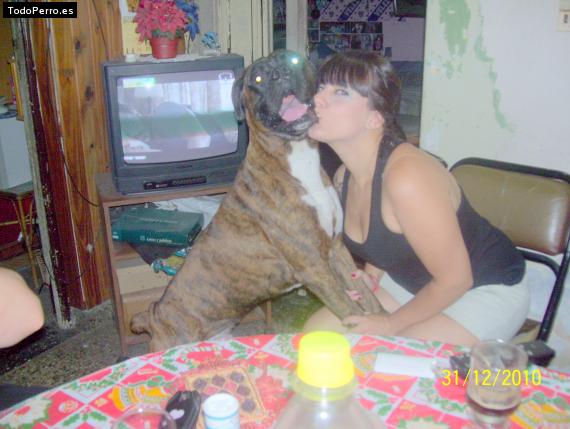 La foto del perro