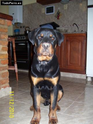 La foto del perro