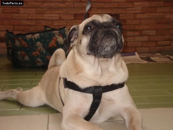La foto del perro
