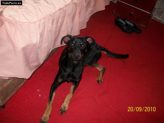 La foto del perro