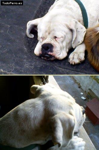 La foto del perro