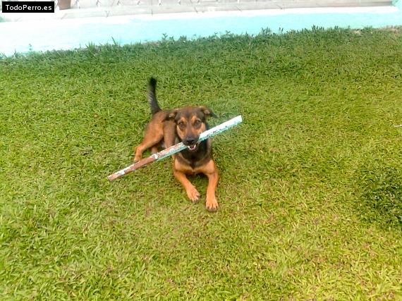 La foto del perro
