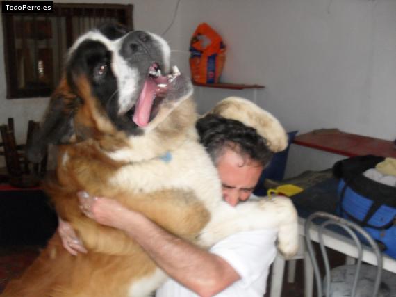 La foto del perro