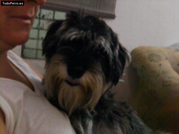La foto del perro