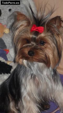La foto del perro