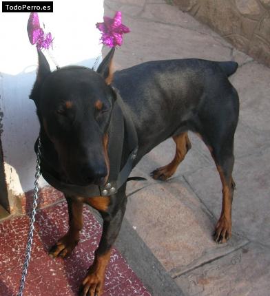 La foto del perro