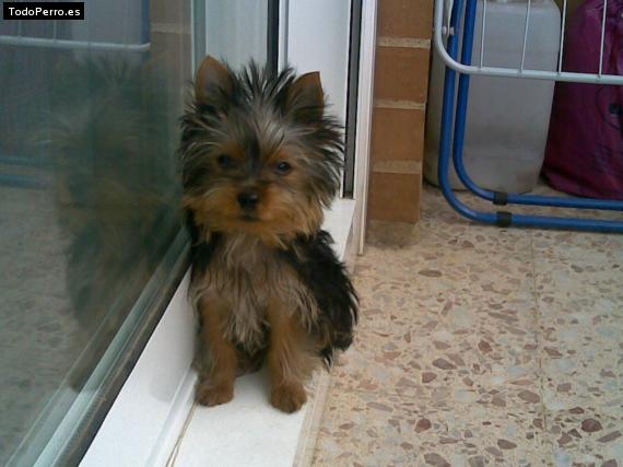 La foto del perro