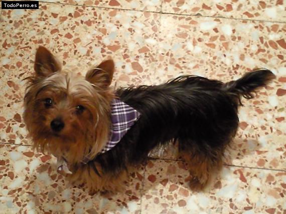 La foto del perro