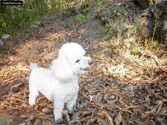 La foto del perro