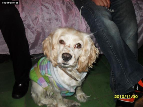 La foto del perro
