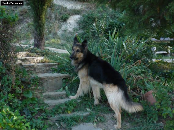 La foto del perro