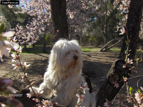 La foto del perro