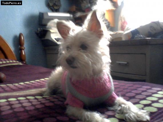 La foto del perro