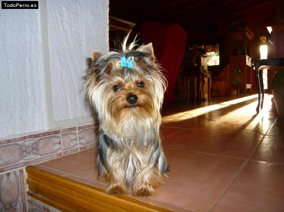 La foto del perro